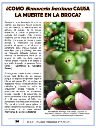U.P.C. HONGOS ENTOMOPATÓGENOS
Beauveria causa la muerte de la broca
cuando las esporas hacen contacto
con los insectos, en ese momento se
adhiere al cuerpo de la broca,
empiezan a crecer y penetran la
cutícula del insecto. Este proceso
ocasiona que la broca se muera o se
debilite, por lo que se mueve y vuela
menos, y finalmente no puede
penetrar el grano, o si alcanza a
penetrarlo pone menos huevos en
este. Pero para que el hongo funcione,
es necesario aplicarlo cuando los
insectos se encuentren fuera de los
granos de café, es decir, cuando
vemos brocas volando e el cafetal y
que están tratando de penetrar frutos
sanos (Carmenza E. Góngora
Botero).
El hongo no puede actuar cuando la
broca está dentro de los granos,
porque las esporas no pueden llegar al
interior del grano. Por tal motivo, es
necesario revisar constantemente los
cafetales y, cuando en estos se
encuentran brocas volando y la
proporción de estas se encuentren
brocas volando y la proporción de
estas perforando frutos en posiciones
A y B sea superior al 50%, con
porcentajes de infestación cercanos al
2%, es el momento para aplicar el
hongo Teniendo en cuenta esto, en las
condicione, de la zona central.
(Carmenza E. Góngora Botero). Visualización del hongo en el campo. Disponible en:
http://esdocs.com/doc/331196/%C2%BFc%C3%B3mo-usar-el-
hongo-beauveria-bassiana-para---wikinsecta
36
 