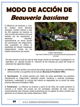 U.P.C. HONGOS ENTOMOPATÓGENOS
A diferencia de bacterias y virus,
los hongos como Beaveria
bassiana pueden infectar a más
de 200 especies de insectos no
solo a través del intestino sino que
también por los espiráculos y
aberturas naturales,
especialmente en forma directa
por penetración del integumento,
esta propiedad le ofrece la
posibilidad de infectar huéspedes
independiente mente de los
hábitos alimenticios del insecto.
Imagen disponible en:
http://www.hiddenforest.co.nz/fungi/family/clavicipitaceae/cla
vi10.htm
De esta manera el ciclo de vida de este hongo consta de dos fases: la patogénica y la
saprofitica, en general durante la infección de los insectos por parte del hongo se
presentan las siguientes etapas:
1. Adhesión de la conidia a la cutícula del insecto gracias a interacciones hidrofóbicas
entre el conidio y la superficie de la cutícula (Boucias & Pendland 1991).
2. Germinación El conidio germina por medio de tubos germinales que penetran
directamente el integumento, utilizando presión mecánica y enzimas (proteasas,
quitinasas y esterasas); la cutícula del insecto es degradada por la acción de estas
enzimas (Boucias & Pendland 1988).
3. Penetración La infección se produce a partir de las hifas, las cuales penetran la
cutícula y el interior del cuerpo por las cavidades naturales de este, aunque
ocasionalmente esta infección puede presentarse por la ingesta de éstos conidios que
germinan en el intestino del insecto (Steinhaus 1985).
39
 