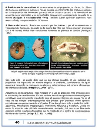 U.P.C. HONGOS ENTOMOPATÓGENOS
4. Producción de metabolitos. Al ser esta enfermedad progresiva, el número de células
del hemocele disminuye cuando el hongo muestra un incremento. Se producen cambios
en la composición del hemocele, pasando de pH ácido a cercano a la neutralidad; se
presenta mayor viscosidad y los aminoácidos desaparecen, especialmente después de la
muerte (Fargues & colaboradores 1976). También suelen aparecer pigmentos rojos
(oosporeína) y una gran variedad de toxinas.
5. Muerte del insecto Puede ser causada por las toxinas o por el incremento en la
viscosidad del hemocele. Después de la muerte las hifas del hongo emergen al exterior
(24 a 48 horas), donde bajo condiciones húmedas se produce el conidio (Rodríguez
1984).
Imagen disponible en: https://www.intagri.com/articulos/fitosanidad/beauveria-bassiana-en-el-
control-biologico-de-patogenos#sthash.p3kdK70H.ivommgAZ.dpbs
Con todo esto se puede decir que en las últimas décadas, el uso excesivo de
plaguicidas ha impactado de manera negativa al ambiente, contribuyendo de igual
manera al desarrollo de resistencia de plagas y enfermedades, así como la eliminación
de enemigos naturales. (Intagri S.C. 2001 - 2015).
Actualmente en la agricultura hace hincapié en el uso de productos más amigables con
el ambiente y la salud humana. En ese sentido, los microorganismos entomopatógenos
constituyen una herramienta importante para el manejo integrado de plagas. Tal es el
caso de los hongos entomopatógenos que poseen gran potencial como agentes
controladores de poblaciones de artrópodos. Entre los géneros más importantes están:
Beauveria, Metarhizium, Paecilomyces, Verticillium, Rhizopus y Fusarium. Dentro de
estas, la especie más utilizada comercialmente alrededor del mundo es Beauveria
bassiana por los resultados favorables que ha mostrado en el control de insectos plagas
de diferentes cultivos. (Intagri S.C. 2001 - 2015).
40
 