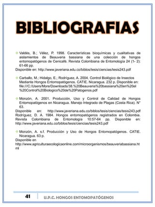U.P.C. HONGOS ENTOMOPATÓGENOS
 Valdés, B.; Vélez, P. 1998. Características bioquímicas y cualitativas de
aislamientos de Beauveria bassiana de una colección de hongos
entomopatógenos de Cenicafé. Revista Colombiana de Entomología 24 (1- 2):
61-66 pp.
Disponible en: http://www.javeriana.edu.co/biblos/tesis/ciencias/tesis243.pdf
 Carballo, M.; Hidalgo, E.; Rodríguez, A. 2004. Control Biológico de Insectos
Mediante Hongos Entomopatógenos. CATIE. Nicaragua. 232 p. Disponible en:
file:///C:/Users/More/Downloads/38.%20Beauveria%20bassiana%20en%20el
%20Control%20Biologico%20de%20Patogenos.pdf
 Monzón, A. 2001. Producción, Uso y Control de Calidad de Hongos
Entomopatógenos en Nicaragua. Manejo Integrado de Plagas (Costa Rica). N°
63.
Disponible en: http://www.javeriana.edu.co/biblos/tesis/ciencias/tesis243.pdf
Rodríguez, D. A. 1984. Hongos entomopatógenos registrados en Colombia.
Revista Colombiana de Entomología 10:57-64 pp. Disponible en:
http://www.javeriana.edu.co/biblos/tesis/ciencias/tesis243.pdf
 Monzón, A. s.f. Producción y Uso de Hongos Entomopatógenos. CATIE.
Nicaragua. 63 p.
Disponible en
http://www.agriculturaecologicaonline.com/microorganismos/beauveriabassiana.ht
ml
41
 