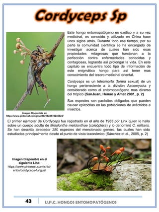 Este hongo entomopatógeno es exótico y a su vez
medicinal, es conocido y utilizado en China hace
unos siglos atrás. Durante todo ese tiempo, por su
parte la comunidad científica se ha encargado de
investigar acerca de cuales han sido esas
propiedades milagrosas que funcionan a la
perfección contra enfermedades conocidas y
contagiosas, logrando así prolongar la vida. En este
capitulo se encuentra todo tipo de información de
este enigmático hongo para así tener mas
conocimiento del tesoro medicinal oriental.
Cordyceps es un teleomorfo (forma sexual) de un
hongo perteneciente a la división Ascomycota y
considerado como el entomopatógeno mas diverso
del trópico (SanJuan, Henao y Amat 2001, p. 2)
Sus especies son parásitos obligados que pueden
causar epizootias en las poblaciones de arácnidos e
insectos.
El primer ejemplar de Cordyceps fue registrado en el año de 1983 por Link quien lo hallo
sobre un cuerpo adulto de Melolontha melolonthae (coleóptera) y lo denominó C. militaris.
Se han descrito alrededor 280 especies del mencionado genero, las cuales han sido
estudiadas principalmente desde el punto de vista taxonómico (Sánchez et al., 2005, p. 2)
Imagen Disponible en el
siguiente Link:
https://www.pinterest.com/shich
enbo/cordyceps-fungus/
Imagen Disponible en:
https://www.pinterest.com/pin/28921622578246624/
U.P.C. HONGOS ENTOMOPATÓGENOS43
 