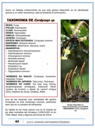 v
Como se hablaba anteriormente de que este genero teleomorfo se ha identificado
gracias a un orden taxonómico, este se presenta a continuación..
REINO: Fungi
PHILUM: Ascomycota
CLASE: Ascomycetes
ORDEN: Hipocreales
FAMILIA: Clavicipataceae
GENERO: Cordyceps
ESPECIE MAS ESTUDIADA: Cordyceps sinensis
BASIÓNIMO: Sphaeria sinensis
SINONIMO: Metarhizium, Bauveria, Isaria
ANAMORFOS:
• Cephalosporium donqchongxiacao
• Cephalosporium sinensis
• Chrysosporium sinense
• Hirsutella sinensis
• Mortierella hepiali
• Paecilomyces hepiali
• Scytalidium sp.
• Scytalidium hepiali
• Tolypocladium sinensis
*NOMBRES EN INGLES: Cordyceps mushroom,
Caterpillar Fungus
*NOMBRES EN JAPONES: Totsu kasu, Tochukasu
*NOMBRES EN CHINO: Hia tsao tong tchong,
dongchongxiacao [chongcao], traducción literal:
“gusano de invierno o planta de verano" antigua
china; moderna de china). (Holliday, 2004)
Imagen disponible en:
https://es.pinterest.com/pin/56055
7484845890461/?from_navigate=t
rue
Una de las especies mas estudiadas del genero
Cordyceps ha sido Cordyceps sinensis, podríamos
decir que es un parásito de artrópodos.
Su hábitat es de modo natural vive en la meseta de
las altas montañas del Himalaya (3.000-5.000 m) en
Tíbet, Nepal, India y algunas provincias de China.
U.P.C. HONGOS ENTOMOPATÓGENOS44
 