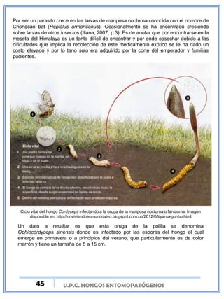 Por ser un parasito crece en las larvas de mariposa nocturna conocida con el nombre de
Chongcao bat (Hepialus armoricanus), Ocasionalmente se ha encontrado creciendo
sobre larvas de otros insectos (Illana, 2007, p.3). Es de anotar que por encontrarse en la
meseta del Himalaya es un tanto difícil de encontrar y por ende cosechar debido a las
dificultades que implica la recolección de este medicamento exótico se le ha dado un
costo elevado y por lo tano solo era adquirido por la corte del emperador y familias
pudientes.
U.P.C. HONGOS ENTOMOPATÓGENOS
Ciclo vital del hongo Cordyceps infectando a la oruga de la mariposa nocturna o fantasma. Imagen
disponible en: http://noviviendoenmundovivo.blogspot.com.co/2012/08/yarsa-gunbu.html
Un dato a resaltar es que esta oruga de la polilla se denomina
Ophiocordyceps sinensis donde es infectado por las esporas del hongo el cual
emerge en primavera o a principios del verano, que particularmente es de color
marrón y tiene un tamaño de 5 a 15 cm.
45
 