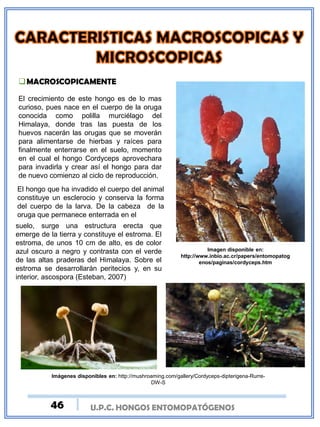 MACROSCOPICAMENTE
El crecimiento de este hongo es de lo mas
curioso, pues nace en el cuerpo de la oruga
conocida como polilla murciélago del
Himalaya, donde tras las puesta de los
huevos nacerán las orugas que se moverán
para alimentarse de hierbas y raíces para
finalmente enterrarse en el suelo, momento
en el cual el hongo Cordyceps aprovechara
para invadirla y crear así el hongo para dar
de nuevo comienzo al ciclo de reproducción.
El hongo que ha invadido el cuerpo del animal
constituye un esclerocio y conserva la forma
del cuerpo de la larva. De la cabeza de la
oruga que permanece enterrada en el
Imagen disponible en:
http://www.inbio.ac.cr/papers/entomopatog
enos/paginas/cordyceps.htm
suelo, surge una estructura erecta que
emerge de la tierra y constituye el estroma. El
estroma, de unos 10 cm de alto, es de color
azul oscuro a negro y contrasta con el verde
de las altas praderas del Himalaya. Sobre el
estroma se desarrollarán peritecios y, en su
interior, ascospora (Esteban, 2007)
Imágenes disponibles en: http://mushroaming.com/gallery/Cordyceps-dipterigena-Rurre-
DW-S
U.P.C. HONGOS ENTOMOPATÓGENOS46
 