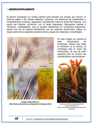 MICROSCOPICAMENTE
El género Cordyceps en sentido estricto está formado por hongos que forman un
estroma pálido o de colores brillantes, carnosos, con peritecios de superficiales a
completamente inmersos, dispuestos verticalmente sobre la pared del estroma. Los
ascos son hialinos, cilíndricos, con el ápice engrosado. Ascosporas hialinas y
cilíndricas, multiseptadas, que se pueden desarticular en numerosos fragmentos,
siendo raro las de aspecto filamentoso con los extremos (fusiformes) unidos. La
mayor parte de las especies parasitan larvas y pupas de mariposas y escarabajos.
Imagen disponible en:
http://www.asturnatura.com/genero/cordyceps.html
En esta imagen se muestra la
vista microscópica de
Cordyceps militaris que hasta
el momento se le conoce su
morfología bajo la visión del
microscopio, ya que de otras
especies solo se conoce sus
características macroscópicas
Cordyceps militaris macroscópicamente.
imagen disponible en:
http://m.forocoches.com/foro/showthread.php?
t=3459373
U.P.C. HONGOS ENTOMOPATÓGENOS47
 
