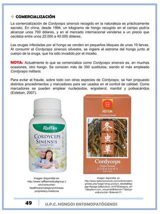 U.P.C. HONGOS ENTOMOPATÓGENOSU.P.C. HONGOS ENTOMOPATÓGENOS
 COMERCIALIZACIÓN
La comercialización de Cordyceps sinensis recogido en la naturaleza es prácticamente
secreto. En china, desde 1994, un kilogramo de hongo recogido en el campo podría
alcanzar unos 700 dólares, y en el mercado internacional venderse a un precio que
oscilaba entre unos 22.000 a 40.000 dólares.
Las orugas infectadas por el hongo se venden en pequeños bloques de unas 10 larvas.
Al consumir el Cordyceps sinensis silvestre, se ingiere el estroma del hongo junto al
cuerpo de la oruga, que ha sido invadido por el micelio.
NOTA: Actualmente lo que se comercializa como Cordyceps sinensis es, en muchas
ocasiones, otro hongo. Se conocen más de 350 sustitutos, siendo el más empleado
Cordyceps militaris.
Para evitar el fraude, sobre todo con otras especies de Cordyceps, se han propuesto
distintos procedimientos y marcadores para ser usados en el control de calidad. Como
marcadores se pueden emplear nucleósidos, ergosterol, manitol y polisacáridos
(Esteban, 2007).
Imagen disponible en:
http://www.redsunproducts.com/onlineorderin
g/index.php?page=shop.product_details&flyp
age=flypage.tpl&product_id=67&category_id=
13&option=com_virtuemart&Itemid=71&lang=
en&vmcchk=1&Itemid=71
Imagen disponible en:
http://www.rafflesmedicalgroup.c
om/consumer-
healthcare/category/chinese-
proprietary-medicine
49
 