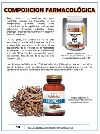 U.P.C. HONGOS ENTOMOPATÓGENOSU.P.C. HONGOS ENTOMOPATÓGENOS
Según Illana, Los beneficios de tomar
Cordyceps sinensis se encuentran en sus
componentes químicos únicos; ácido
cordicepídico, ácido glutámico, aminoácidos,
poliaminas, D-manitol, esteroles, ácidos
orgánicos, nucleósidos, vitaminas del grupo B y
hasta 20 minerales.
Por su parte, este ámbito se ve un poco
incompleto y carente de información, debido a
la variabilidad que existe en la composición,
dependiendo de si el hongo se ha recolectado
en el campo o se ha cultivado en el laboratorio,
y en este último caso los componentes pueden
ser distintos dependiendo de la cepa que se
haya escogido.
Imagen disponible en:
http://immunityassist.it/index.php?rout
e=product/product&product_id=52
Uno de los nucleósidos es la 2’,3’ dideoxiadenosina (didanosina) que se comercializa
con el nombre de Videx La didanosina bloquea la enzima transcriptasa inversa y es
usada como parte del tratamiento antirretroviral en pacientes con el virus VIH.
Imagen disponible en:
http://www.phytobiotech.in/c
ordyceps-sinensis.html
50
 
