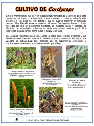 U.P.C. HONGOS ENTOMOPATÓGENOSU.P.C. HONGOS ENTOMOPATÓGENOS
En este momento hay mas de 680 especies documentadas de Cordyceps, pero este
numero se ve sujeto a cambios rápidos concernientes a lo que se sabe de este
genero y a sus ciclos de vida debido a que se pueden encontrar en territorios
desconocidos. Hasta la fecha las especies del genero Cordyceps se han encontrado
en todos los seis (6) continentes habitados, en múltiples zonas y hábitats; se
alimentan de una variedad de huéspedes que incluyen plantas, insectos y arácnidos
incluyendo algunos hongos como trufas. (Holliday et al, 2005)
Los estudios relacionados con este genero se hacen cada vez mas evidentes y sus
beneficios medicinales no solo se le atribuyen a una sola especie. De estos, una
variedad se cultivan para fines médicos, uso en suplementos alimenticios y
medicamentos farmacéuticos en todo el mundo que incluyen:
Cordyceps sinensis. Disponible en:
http://princessflynn.tumblr.com/post/121809
227230/this-mushroom-is-cordyceps-
sinensis
Cordyceps militaris. Disponible
en:
http://www.hlasek.com/cordyceps_milit
aris_bh6928.html
Cordyceps subsessilis
Disponible en:
https://www.pinterest.com/kino
ko0519/cordyceps/
Cordyceps ophioglossoides.
Disponible en:
http://www.asturnatura.com/especie/
elaphocordyceps-
ophioglossoides.html
Cordyceps sobolifera.
Disponible en:
http://cordyceps.cgrb.oregonst
ate.edu/images/ophiocordyce
ps-sobolifera/stromata/6216
51
 