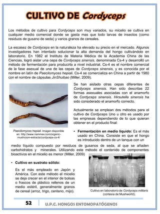 U.P.C. HONGOS ENTOMOPATÓGENOSU.P.C. HONGOS ENTOMOPATÓGENOS
Los métodos de cultivo para Cordyceps son muy variados, su micelio se cultiva en
cualquier medio comercial donde se gasta mas que todo larvas de insectos (como
residuos de gusano de seda) y varios granos de cereales.
La escasez de Cordyceps en la naturaleza ha elevado su precio en el mercado. Algunos
investigadores han intentado solucionar la alta demanda del hongo cultivándolo en
laboratorio. En 1982 el Instituto de Materia Médica de la Academia China de las
Ciencias, logró aislar una cepa de Cordyceps sinensis, denominada Cs-4 y desarrolló un
método de fermentación para producirla a nivel industrial. Cs-4 es el nombre comercial
de la fase asexual de una de las cepas de Cordyceps sinensis, y es conocida por el
nombre en latín de Paecilomyces hepiali. Cs-4 se comercializa en China a partir de 1980
con el nombre de cápsulas JinShuibao (Miller, 2009).
Paecilomyces hepiali. Imagen disponible
en: http://www.nammex.com/organic-
mushroom-extracts/cordyceps-cs-4/
Se han aislado otras cepas diferentes de
Cordyceps sinensis. Han sido descritas 22
formas asexuales asociadas con el anamorfo
de Cordyceps sinensis. Hirsutella sinensis ha
sido considerado el anamorfo correcto.
Actualmente se emplean dos métodos para el
cultivo de Cordyceps Uno u otro es usado por
las empresas dependiendo de lo que quieran
obtener en el producto final:
• Fermentación en medio liquido: Es el más
usado en China. Consiste en que el hongo
es introducido dentro de un tanque con un
medio líquido compuesto por residuos de gusanos de seda, al que se añaden
carbohidratos y minerales. Utilizando este método el contenido de componentes
bioactivos en el micelio es menor (Miller, 2009)
• Cultivo en sustrato sólido:
Es el más empleado en Japón y
América. Con este método el micelio
se deja crecer en el interior de bolsas
o frascos de plástico rellenos de un
medio estéril, generalmente granos
de cereal (arroz, trigo, centeno, mijo). Cultivo en laboratorio de Cordyceps militaris
(cortesía de Mushworld).
52
 