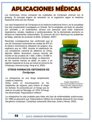 U.P.C. HONGOS ENTOMOPATÓGENOSU.P.C. HONGOS ENTOMOPATÓGENOS
Los herboristas chinos comparan las cualidades de Cordyceps sinensis con el
ginseng. El principal órgano de actuación en el organismo según la medicina
tradicional china son los riñones.
Los usos terapéuticos de Cordyceps en la medicina tradicional china y en la actualidad
han sido ampliamente investigados en Oriente. Se ha empleado con éxito en estudios
con animales y en tratamientos clínicos con personas para tratar trastornos
respiratorios, renales, hepáticos y cardiovasculares. Se ha demostrado asimismo su
eficacia en tratamientos antitumorales. El consumo de Cs-4 disminuye los problemas
de fatiga, además de aumentar la libido. (Esteban, 2007)
Recientes investigaciones han confirmado que el
uso de Cordyceps incrementa los niveles de ATP en
la célula e incrementa la utilización de oxígeno. Eso
explicaría que en 1993, durante la celebración de
una competición nacional de atletismo en China,
algunas atletas alcanzaron nuevos récords del
mundo en las pruebas de 1.500, 3.000 y 10.000 m,
no demostrando síntomas de fatiga. La obtención
de tan buenas marcas se debió, en parte, a un
régimen especial en el que se incluía el consumo de
Cordyceps sinensis (Lang- Yang et al, 2005)
Imagen disponible en:
http://www.naturallya.com/store1/
index.php?main_page=products_
all&disp_order=4&page=7
OTROS FARMACOS OBTENIDOS DE
Cordyceps
La ciclosporina es una droga ampliamente
usada en medicina.
Actúa como un inmunosupresor en los
trasplantes de órganos, para reducir el riesgo
de rechazo. Es producida por un hongo que se
aisló en el suelo en Noruega, en 1976. El hongo
fue denominado Tolypocladium inflatum.
La ciclosporina ha sido probada para tratar otro tipo de enfermedades autoinmunes.
En 1996 se descubrió que Tolypocladium inflatum es el estado asexual de otro hongo
del género Cordyceps: Cordyceps subsessilis (SanJuan, Amat y Henao, 2003)
53
 