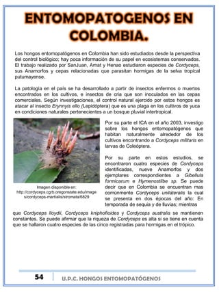 U.P.C. HONGOS ENTOMOPATÓGENOSU.P.C. HONGOS ENTOMOPATÓGENOS
Los hongos entomopatógenos en Colombia han sido estudiados desde la perspectiva
del control biológico; hay poca información de su papel en ecosistemas conservados.
El trabajo realizado por SanJuan, Amat y Henao estudiaron especies de Cordyceps,
sus Anamorfos y cepas relacionadas que parasitan hormigas de la selva tropical
putumayense.
La patología en el país se ha desarrollado a partir de insectos enfermos o muertos
encontrados en los cultivos, e insectos de cria que son inoculados en las cepas
comerciales. Según investigaciones, el control natural ejercido por estos hongos es
atacar al insecto Erynnyis ello (Lepidóptera) que es una plaga en los cultivos de yuca
en condiciones naturales pertenecientes a un bosque pluvial intertropical.
Por su parte el ICA en el año 2003, investigo
sobre los hongos entomopatógenos que
habitan naturalmente alrededor de los
cultivos encontrando a Cordyceps militaris en
larvas de Coleóptera.
Por su parte en estos estudios, se
encontraron cuatro especies de Cordyceps
identificadas, nueve Anamorfos y dos
ejemplares correspondientes a Gibellula
formicarum e Hymenostilbe sp. Se puede
decir que en Colombia se encuentran mas
comúnmente Cordyceps unilateralis la cual
se presenta en dos épocas del año: En
temporada de sequia y de lluvias; mientras
Imagen disponible en:
http://cordyceps.cgrb.oregonstate.edu/image
s/cordyceps-martialis/stromata/6829
que Cordyceps lloydii, Cordyceps kniphofioides y Cordyceps australis se mantienen
constantes. Se puede afirmar que la riqueza de Cordyceps es alta si se tiene en cuenta
que se hallaron cuatro especies de las cinco registradas para hormigas en el trópico.
54
 