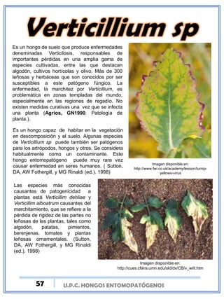 U.P.C. HONGOS ENTOMOPATÓGENOS
Imagen disponible en:
http://cues.cfans.umn.edu/old/dx/CB/v_wilt.htm
Imagen disponible en:
http://www.fwi.co.uk/academy/lesson/turnip-
yellows-virus
Es un hongo capaz de habitar en la vegetación
en descomposición y el suelo. Algunas especies
de Verticillium sp puede también ser patógenos
para los artrópodos, hongos y otros. Se considera
habitualmente como un contaminante. Este
hongo entomopatógeno puede muy rara vez
causar enfermedad en seres humanos. ( Sutton,
DA, AW Fothergill, y MG Rinaldi (ed.). 1998)
Es un hongo de suelo que produce enfermedades
denominadas Verticilosis, responsables de
importantes pérdidas en una amplia gama de
especies cultivadas, entre las que destacan
algodón, cultivos hortícolas y olivo. Más de 300
leñosas y herbáceas que son conocidos por ser
susceptibles a este patógeno fúngico. La
enfermedad, la marchitez por Verticillium, es
problemática en zonas templadas del mundo,
especialmente en las regiones de regadío. No
existen medidas curativas una vez que se infecta
una planta (Agrios, GN1990. Patología de
planta.).
Las especies más conocidas
causantes de patogenicidad a
plantas está Verticillim dehliae y
Verticillim alboatrum causantes del
marchitamiento, que se refiere a la
pérdida de rigidez de las partes no
leñosas de las plantas, tales como
algodón, patatas, pimientos,
berenjenas, tomates y plantas
leñosas ornamentales. (Sutton,
DA, AW Fothergill, y MG Rinaldi
(ed.). 1998)
57
 