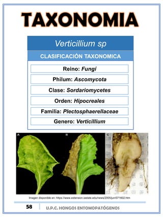 U.P.C. HONGOS ENTOMOPATÓGENOS
Verticillium sp
CLASIFICACIÓN TAXONOMICA
Reino: Fungí
Philum: Ascomycota
Clase: Sordariomycetes
Orden: Hipocreales
Familia: Plectosphaerellaceae
Genero: Verticillium
Imagen disponible en: https://www.extension.iastate.edu/news/2005/jun/071602.htm
58
 