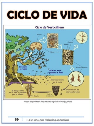 U.P.C. HONGOS ENTOMOPATÓGENOS
Imagen disponible en: http://tecnisol-agricola.es/?page_id=256
59
 