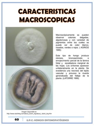 U.P.C. HONGOS ENTOMOPATÓGENOS
Imagen disponible en:
http://www.dutchtrig.com/about_dutch_trig/about_ dutch_trig.htm
Macroscópicamente se pueden
observar colonias delgadas,
algodonosas y con variedad de
pigmentos entre los cueles se
puede ver de color blanco,
rosados, verdes o rojos. ( AGRIOS
1995)
Este tipo de hongo produce
clorosis, bronceamineto o
enrojecimiento parcial de la lámina
foliar y escaldadura marginal de
las hojas. Los síntomas aparecen
unilateralmente en la planta. Se
eveidencia una necrosis del tejido
vascular y provoca la muerte
generalizada del follaje de la
planta. (LATORRE 1999)
60
 