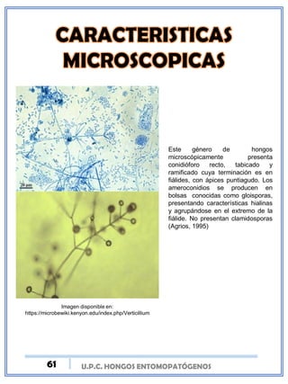 U.P.C. HONGOS ENTOMOPATÓGENOS
Imagen disponible en:
https://microbewiki.kenyon.edu/index.php/Verticillium
Este género de hongos
microscópicamente presenta
conidióforo recto, tabicado y
ramificado cuya terminación es en
fiálides, con ápices puntiagudo. Los
ameroconidios se producen en
bolsas conocidas como gloisporas,
presentando características hialinas
y agrupándose en el extremo de la
fiálide. No presentan clamidosporas
(Agrios, 1995)
61
 