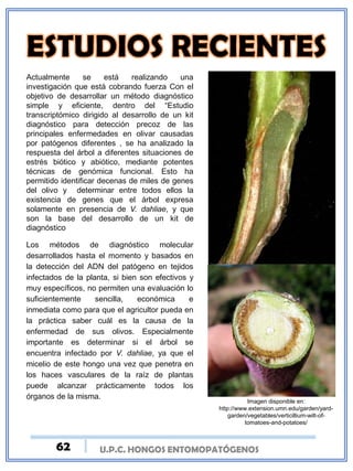 U.P.C. HONGOS ENTOMOPATÓGENOS
Actualmente se está realizando una
investigación que está cobrando fuerza Con el
objetivo de desarrollar un método diagnóstico
simple y eficiente, dentro del “Estudio
transcriptómico dirigido al desarrollo de un kit
diagnóstico para detección precoz de las
principales enfermedades en olivar causadas
por patógenos diferentes , se ha analizado la
respuesta del árbol a diferentes situaciones de
estrés biótico y abiótico, mediante potentes
técnicas de genómica funcional. Esto ha
permitido identificar decenas de miles de genes
del olivo y determinar entre todos ellos la
existencia de genes que el árbol expresa
solamente en presencia de V. dahliae, y que
son la base del desarrollo de un kit de
diagnóstico
Los métodos de diagnóstico molecular
desarrollados hasta el momento y basados en
la detección del ADN del patógeno en tejidos
infectados de la planta, si bien son efectivos y
muy específicos, no permiten una evaluación lo
suficientemente sencilla, económica e
inmediata como para que el agricultor pueda en
la práctica saber cuál es la causa de la
enfermedad de sus olivos. Especialmente
importante es determinar si el árbol se
encuentra infectado por V. dahliae, ya que el
micelio de este hongo una vez que penetra en
los haces vasculares de la raíz de plantas
puede alcanzar prácticamente todos los
órganos de la misma.
Imagen disponible en:
http://www.extension.umn.edu/garden/yard-
garden/vegetables/verticillium-wilt-of-
tomatoes-and-potatoes/
62
 