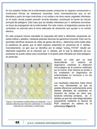 U.P.C. HONGOS ENTOMOPATÓGENOS
En los estadios finales de la enfermedad pueden producirse en órganos senescentes o
moribundos formas de resistencia conocidas como microesclerocios que, al ser
liberadas a partir de hojas (marchitas o no) caídas o de otros restos vegetales infectados
en el suelo, donde pueden persistir durante décadas, constituyen la fuente de inóculo
principal del patógeno. Esto hace que los árboles infectados por V. dahliaese conviertan
en focos de propagación de la enfermedad. Por este motivo, el diagnóstico preciso de la
verticilosis es esencial para la toma adecuada de decisiones que ayuden a un control
efectivo.
En este proyecto hemos estudiado la respuesta del árbol a diferentes situaciones de
estrés biótico y abiótico, mediante potentes técnicas de genómica funcional. Esto nos ha
permitido identificar decenas de miles de genes del olivo y determinar entre todos ellos
la existencia de genes que el árbol expresa solamente en presencia de V. dahliae.
Concretamente, un gen que se identifica por el código “contig_172143” resultó ser
altamente específico de la infección por V. dahliae, por lo que la detección de sus
productos se puede utilizar para comprobar si la planta está infectada por este patógeno
en particular.
Figura 3. Se muestran análisis Elisa por triplicado. 1,2 y 3
árboles enfermos pero libres de verticilosis; 4 y 5 árboles
enfermos de verticilosis y 6 árbol sano
Basado en este gen se está
desarrollando un sistema de
diagnóstico mediante la detección
inmunológica de la proteína codificada
por el mismo. Este sistema es similar a
los empleados en diagnóstico de
enfermedades en humanos o en los
test de embarazo.
Los resultados obtenidos hasta ahora
son muy interesantes ya que es
posible diferenciar perfectamente entre
árboles afectados de verticilosis en
situación de campo de otros que,
teniendo síntomas similares, de V.
dahliae ya que han sido diagnosticados
previamente mediante la técnica de
PCR (reacción en cadena de la
polimerasa) (figura 3).
63
 