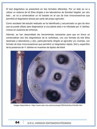U.P.C. HONGOS ENTOMOPATÓGENOS
El test diagnóstico se presentará en dos formatos diferentes. Por un lado se va a
utilizar un sistema de kit Elisa dirigido a los laboratorios de Sanidad Vegetal, por otro
lado , se va a comercializar un kit basado en el uso de tiras inmunoreactivas que
permitirá el diagnóstico directo por parte del propio agricultor.
Como resultado del estudio realizado se ha identificado y secuenciado un gen de olivo
que se puede utilizar para diagnosticar si una planta está o no infectada por V. dahliae,
incluso en ausencia de síntomas.
Además, se han desarrollado las herramientas necesarias para que en breve se
comercialicen dos kits diagnósticos de la verticilosis, uno con formato de test Elisa
destinado a laboratorios y otro, particularmente dirigido al agricultor y/o viverista, con
formato de tiras inmunoreactivas que permitirá un diagnóstico rápido, fácil y específico
de la presencia de V. dahliae en muestras de tejidos del árbol.
Imagen disponible en: https://www.cals.ncsu.edu/course/pp728/Verticillium/Vertifin.htm
64
 