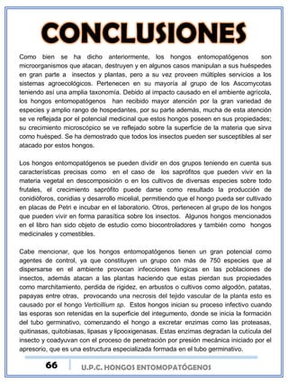 U.P.C. HONGOS ENTOMOPATÓGENOS
Como bien se ha dicho anteriormente, los hongos entomopatógenos son
microorganismos que atacan, destruyen y en algunos casos manipulan a sus huéspedes
en gran parte a insectos y plantas, pero a su vez proveen múltiples servicios a los
sistemas agroecológicos. Pertenecen en su mayoría al grupo de los Ascomycotas
teniendo así una amplia taxonomía. Debido al impacto causado en el ambiente agrícola,
los hongos entomopatógenos han recibido mayor atención por la gran variedad de
especies y amplio rango de hospedantes, por su parte además, mucha de esta atención
se ve reflejada por el potencial medicinal que estos hongos poseen en sus propiedades;
su crecimiento microscópico se ve reflejado sobre la superficie de la materia que sirva
como huésped. Se ha demostrado que todos los insectos pueden ser susceptibles al ser
atacado por estos hongos.
Los hongos entomopatógenos se pueden dividir en dos grupos teniendo en cuenta sus
características precisas como en el caso de los saprófitos que pueden vivir en la
materia vegetal en descomposición o en los cultivos de diversas especies sobre todo
frutales, el crecimiento saprófito puede darse como resultado la producción de
conidióforos, conidias y desarrollo micelial, permitiendo que el hongo pueda ser cultivado
en placas de Petri e incubar en el laboratorio. Otros, pertenecen al grupo de los hongos
que pueden vivir en forma parasítica sobre los insectos. Algunos hongos mencionados
en el libro han sido objeto de estudio como biocontroladores y también como hongos
medicinales y comestibles.
Cabe mencionar, que los hongos entomopatógenos tienen un gran potencial como
agentes de control, ya que constituyen un grupo con más de 750 especies que al
dispersarse en el ambiente provocan infecciones fúngicas en las poblaciones de
insectos, además atacan a las plantas haciendo que estas pierdan sus propiedades
como marchitamiento, perdida de rigidez, en arbustos o cultivos como algodón, patatas,
papayas entre otras, provocando una necrosis del tejido vascular de la planta esto es
causado por el hongo Verticillium sp. Estos hongos inician su proceso infectivo cuando
las esporas son retenidas en la superficie del integumento, donde se inicia la formación
del tubo germinativo, comenzando el hongo a excretar enzimas como las proteasas,
quitinasas, quitobiasas, lipasas y lipooxigenasas. Estas enzimas degradan la cutícula del
insecto y coadyuvan con el proceso de penetración por presión mecánica iniciado por el
apresorio, que es una estructura especializada formada en el tubo germinativo.
66
 