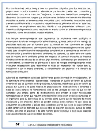U.P.C. HONGOS ENTOMOPATÓGENOS
Por otro lado hay ciertos hongos que son parásitos obligados para los insectos pero
proporcionan un valor económico elevado ya que también pueden ser comestible y
medicinales como es el caso de Cordyceps; no obstante, Metarhizium anisopliae y
Beauveria bassiana son hongos que actúan como parásitos de insectos de diferentes
especies causando las enfermedades conocidas como enfermedad muscardina verde
y enfermedad blanca de la muscardina respectivamente, pero este ultimo en este caso
B. bassiana es ampliamente estudiado debido a sus propiedades utilizadas como
insecticida biológico dando como resultado un amplio control en el número de parásitos
de plantas, como escarabajos, moscas etcétera.
Los hongos entomopatógenos son organismos de importante valor ecológico al
desempeñar funciones de regulación sobre insectos, quienes debido al mal manejo de
pesticidas realizado por el humano para su control se han convertido en plagas
incontrolables y resistentes, convirtiendo a los hongos entomopatógenos en una opción
viable para la elaboración de bioplaguicidas que permitan el control de los mismos sin
contaminación y deterioro del medio ambiente; no obstante, se debe tener en cuenta
que el impacto en el ambiente puede ser negativo al controlar especies de insectos
benéficas como es el caso de las abejas (Api mellifera), polinizadoras por excelencia en
el ecosistema. El desarrollo de productos a base de hongos entomopatógenos debe
involucrar investigación para determinar el nivel de interacción del hongo con su
hospedero y con el medio ambiente, la concentración del producto y el método de
formulación adecuado.
Este tipo de información planteada desde varios puntos de vista en investigaciones, en
la agricultura brinda distintas posibilidades biológicas en cuanto al control de cultivos
evitando el uso de químicos como pesticidas, fungicidas, insecticidas para el control de
plagas. En cuanto a la parte medica, la producción de medicamentos y alimentos a
base de estos hongos ya mencionados, una de las ventajas de esto es que se han
generado una amplia gama de medicamentos que ayudan a suplir necesidades
farmacéuticas sin tener que recurrir a medicamentos que crean efectos secundarios en
el organismo, pero su desventaja es su elevado costo puesto que se requiere de mucha
maquinaria y de ambiente donde se puedan cultivar estos hongos ya que estos se
encuentran en ambientes y zonas poco accesibles por lo que sería de gran beneficio
poder contar con las técnicas que en este libro se exponen acerca del cultivo de estos
hongos, ponerlas en práctica y de esta manera poder contribuir a que estas especies
nos sigan brindando sus propiedades benéficas.
67
 
