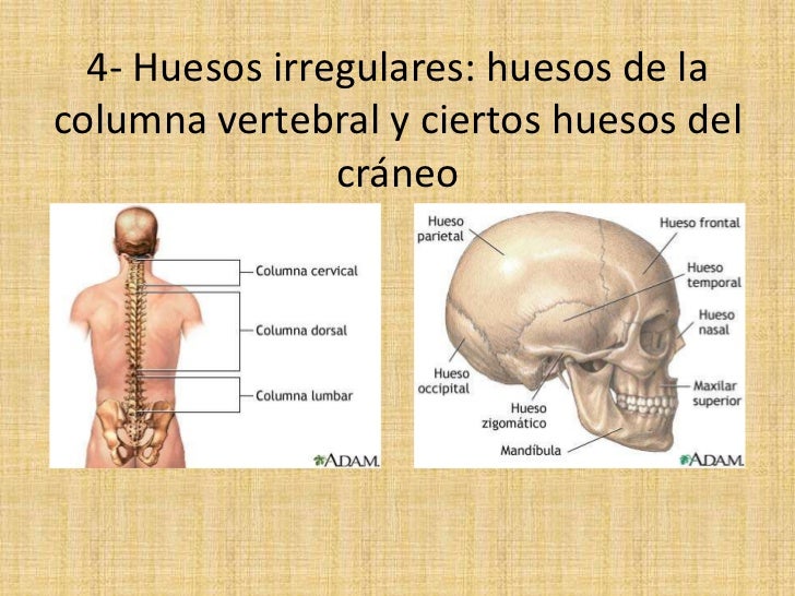 Ejemplos De Huesos Irregulares Del Cuerpo Humano es.slideshare.net