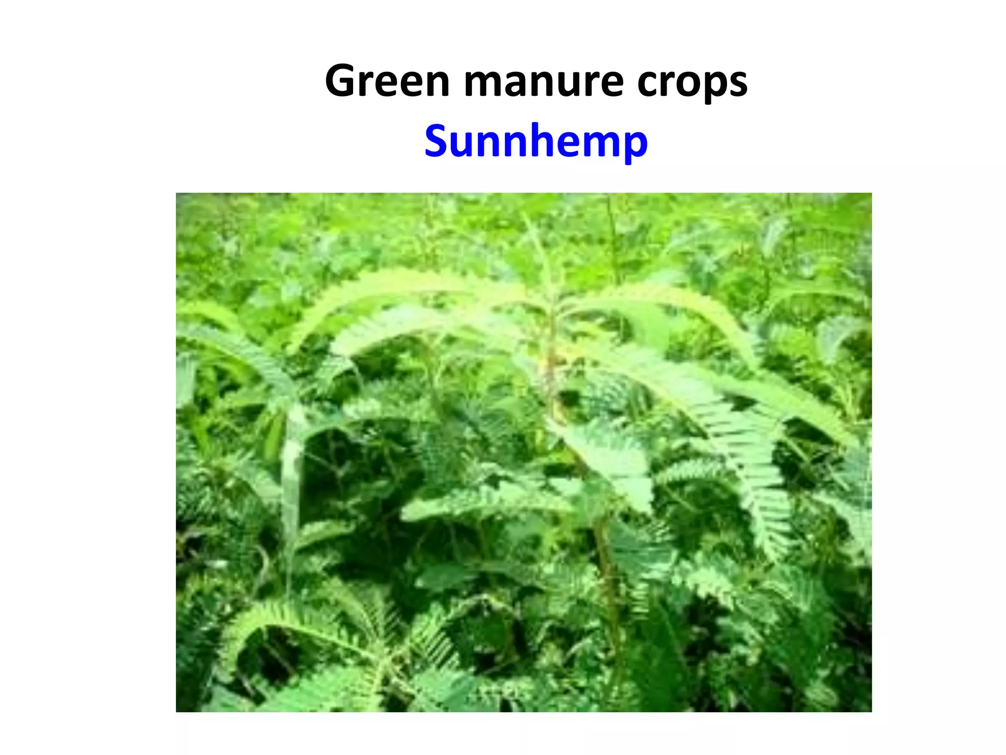 Green manure crops
Sunnhemp
 