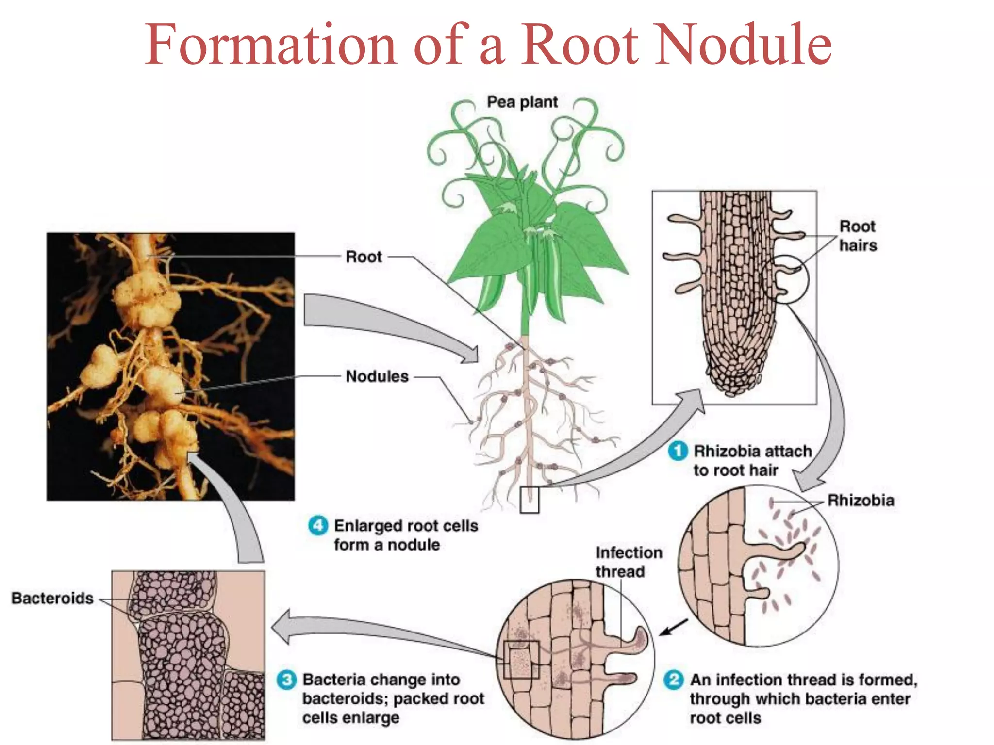 Formation of a Root Nodule
 