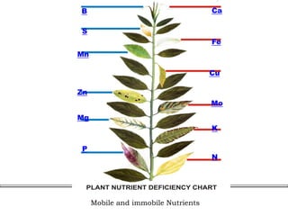 Ca
Fe
Cu
Mo
K
N
B
S
Mn
Zn
Mg
P
Mobile and immobile Nutrients
 