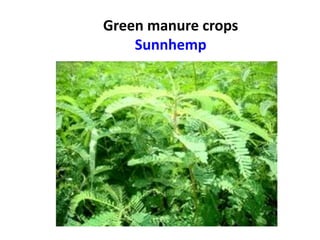 Green manure crops
Sunnhemp
 