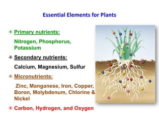 Essential Elements for Plants
 Primary nutrients:
Nitrogen, Phosphorus,
Potassium
 Secondary nutrients:
Calcium, Magnesium, Sulfur
 Micronutrients:
Zinc, Manganese, Iron, Copper,
Boron, Molybdenum, Chlorine &
Nickel
 Carbon, Hydrogen, and Oxygen
 