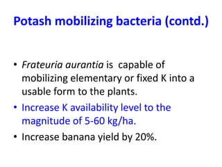Potash mobilizing bacteria (contd.)
• Frateuria aurantia is capable of
mobilizing elementary or fixed K into a
usable form to the plants.
• Increase K availability level to the
magnitude of 5-60 kg/ha.
• Increase banana yield by 20%.
 