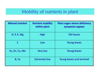 Mineral nutrient Nutrient mobility
within plant
Plant organ where deficiency
symptoms appear
N, P, K, Mg High Old leaves
S Low Young leaves
Fe, Zn, Cu, Mo Very low Young leaves
B, Ca Extremely low Young leaves and terminal
Mobility of nutrients in plant
 