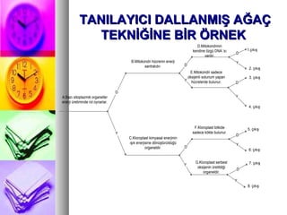 TANILAYICI DALLANMIŞ AĞAÇ TEKNİĞİNE BİR ÖRNEK  