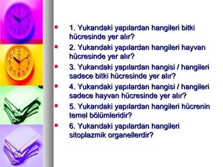 1. Yukarıdaki yapılardan hangileri bitki hücresinde yer alır? 2. Yukarıdaki yapılardan hangileri hayvan hücresinde yer alır? 3. Yukarıdaki yapılardan hangisi / hangileri sadece bitki hücresinde yer alır? 4. Yukarıdaki yapılardan hangisi / hangileri sadece hayvan hücresinde yer alır? 5. Yukarıdaki yapılardan hangileri hücrenin temel bölümleridir? 6. Yukarıdaki yapılardan hangileri sitoplazmik organellerdir? 