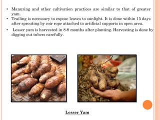 yam tuber vegetable Pritismita Nayak.pdf