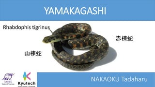 Rhabdophis tigrinus
山楝蛇
赤楝蛇
YAMAKAGASHI
NAKAOKU Tadaharu
 