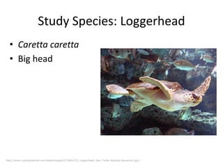 Study Species: Loggerhead
• Caretta caretta
• Big head

http://www.supergreenme.com/data/images/27/500x333_Loggerhead_Sea_Turtle-Georgia-Aquarium.jpg /

 