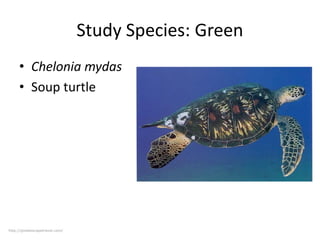 Study Species: Green
• Chelonia mydas
• Soup turtle

http://greatescapetravel.com/

 