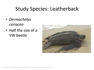 Study Species: Leatherback
• Dermochelys
coriacea
• Half the size of a
VW beetle

http://fwie.fw.vt.edu/VHS/reptiles/turtles/leatherback-sea-turtle/leatherback-seaturtle2.jpg/

 