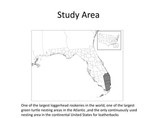Study Area

One of the largest loggerhead rookeries in the world, one of the largest
green turtle nesting areas in the Atlantic ,and the only continuously used
nesting area in the continental United States for leatherbacks

 