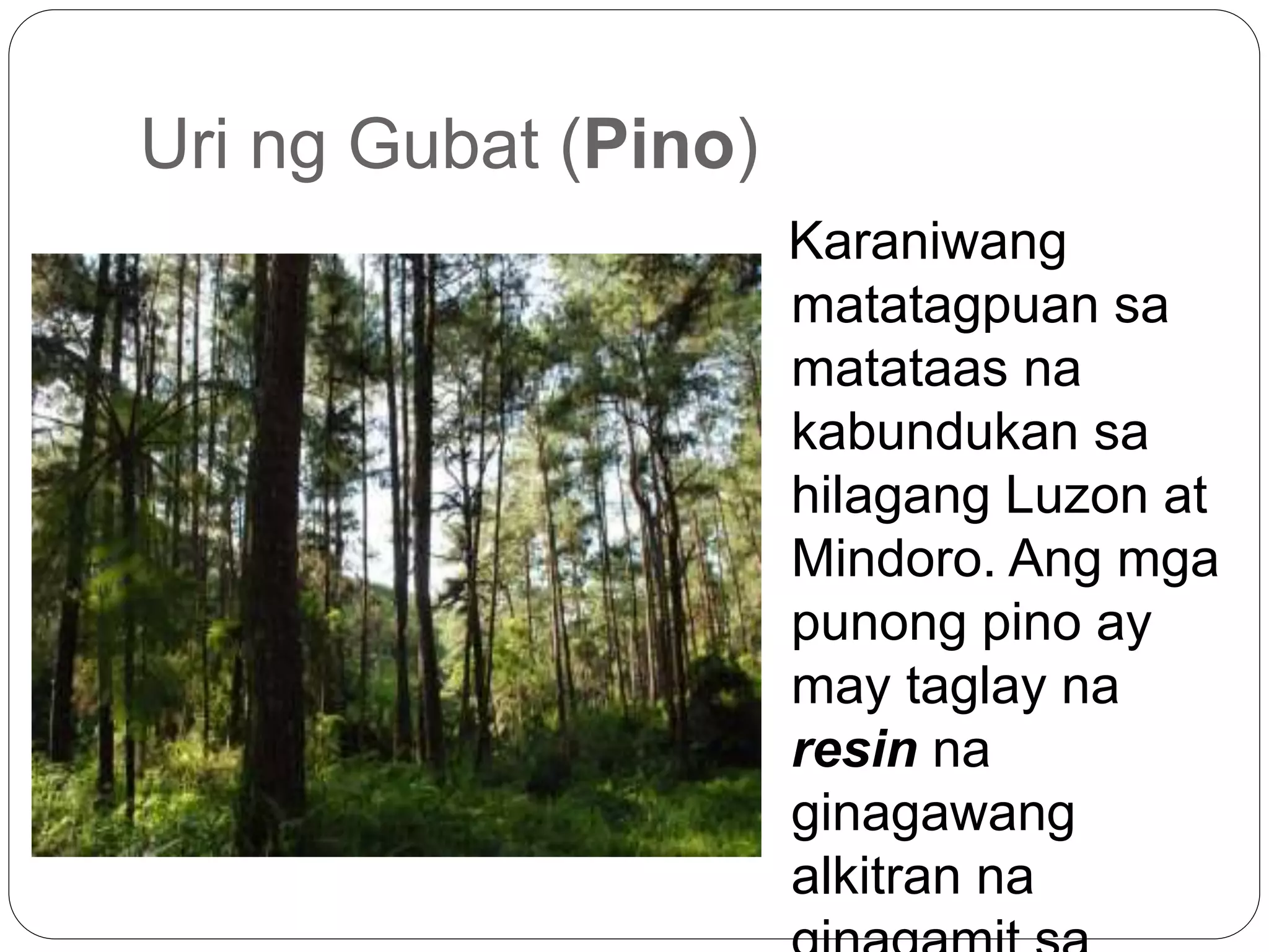 Yamang Gubat Pptx 