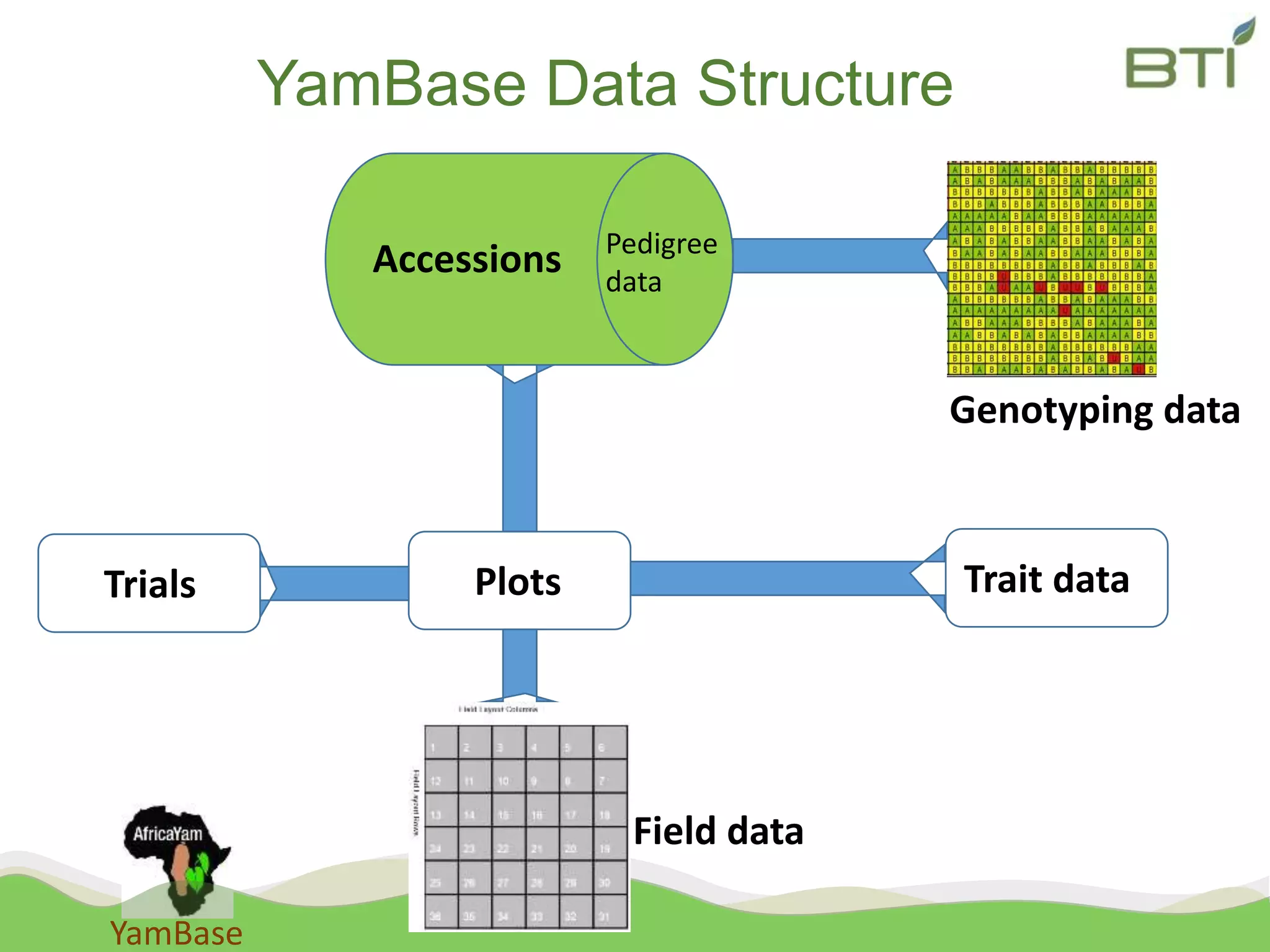 YamBase
YamBase Data Structure
Accessions Pedigree
data
Genotyping data
Trait dataPlots
Field data
Trials
 