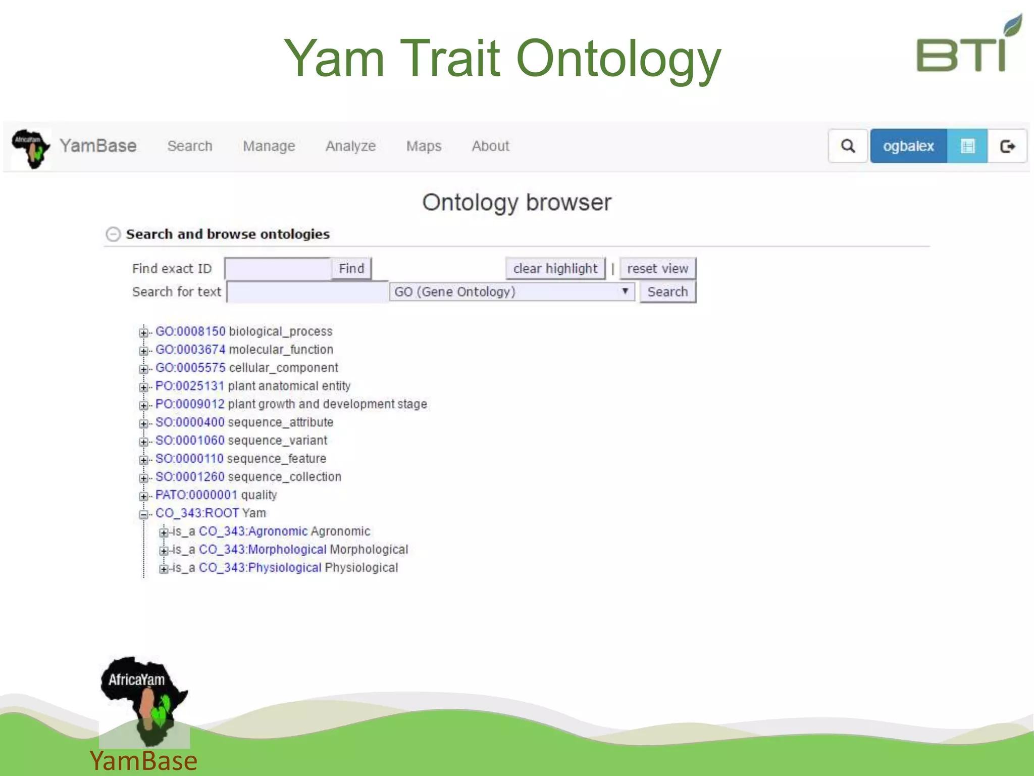 YamBase
Yam Trait Ontology
 