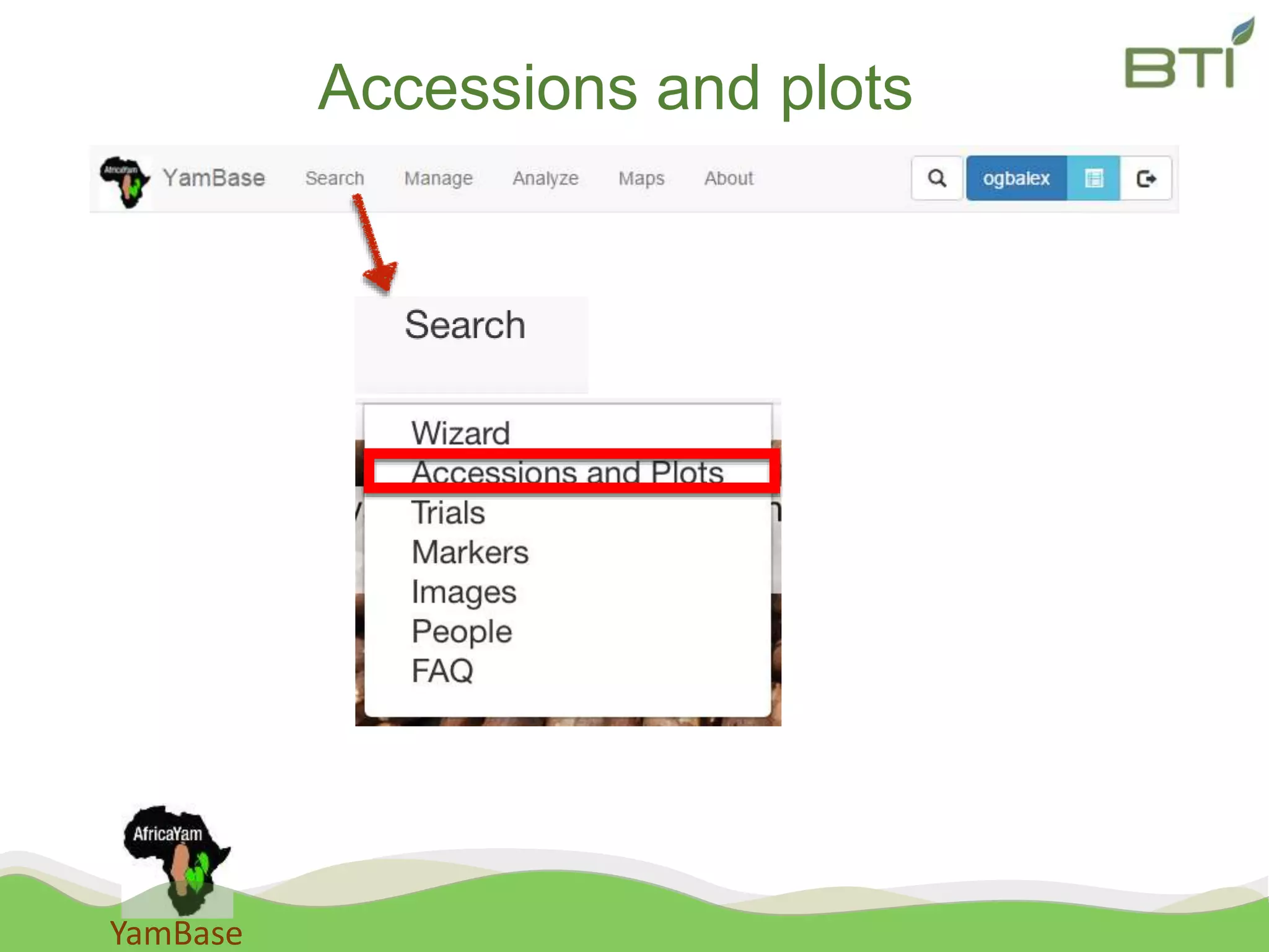 YamBase
Accessions and plots
 