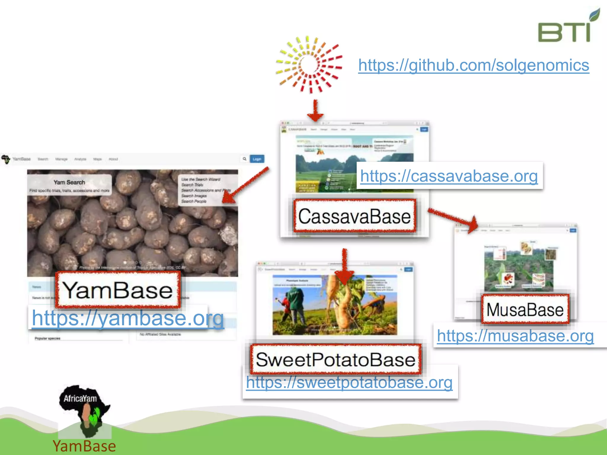 YamBase
https://github.com/solgenomics
https://yambase.org
https://sweetpotatobase.org
https://musabase.org
https://cassavabase.org
 