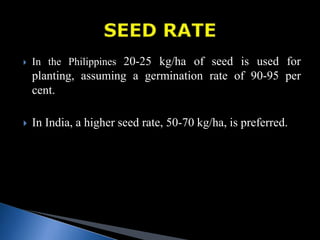  In the Philippines 20-25 kg/ha of seed is used for
planting, assuming a germination rate of 90-95 per
cent.
 In India, a higher seed rate, 50-70 kg/ha, is preferred.
 