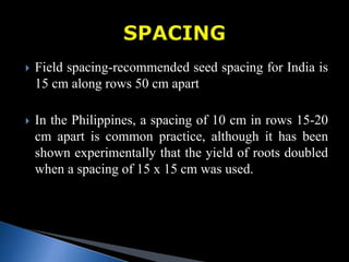  Field spacing-recommended seed spacing for India is
15 cm along rows 50 cm apart
 In the Philippines, a spacing of 10 cm in rows 15-20
cm apart is common practice, although it has been
shown experimentally that the yield of roots doubled
when a spacing of 15 x 15 cm was used.
 