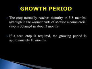  The crop normally reaches maturity in 5-8 months,
although in the warmer parts of Mexico a commercial
crop is obtained in about 3 months.
 If a seed crop is required, the growing period is
approximately 10 months.
 