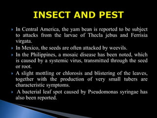  In Central America, the yam bean is reported to be subject
to attacks from the larvae of Thecla jebus and Ferrisia
virgata.
 In Mexico, the seeds are often attacked by weevils.
 In the Philippines, a mosaic disease has been noted, which
is caused by a systemic virus, transmitted through the seed
or root.
 A slight mottling or chlorosis and blistering of the leaves,
together with the production of very small tubers are
characteristic symptoms.
 A bacterial leaf spot caused by Pseudomonas syringae has
also been reported.
 